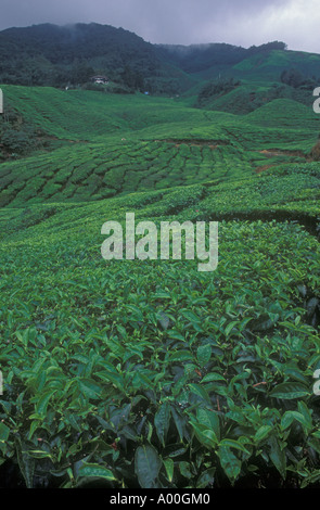Tè crescente su plantation in Cameron Highlands Malaysia occidentale Foto Stock