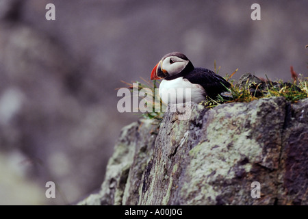 Puffin Fratercula arctica poggiante sulla scogliera dopo la pioggia - Isola di Runde Westcoast Norvegia Foto Stock