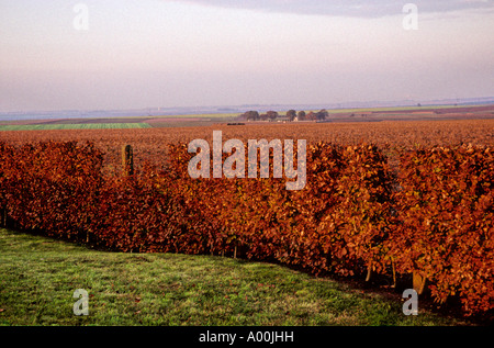 Campo di Battaglia di Somme Picardia Francia Foto Stock