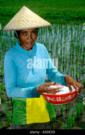 Donna locale nel tradizionale fieldworkers cappello conico spruzza insetticida da un recipiente su un campo di riso nei pressi di Ubud Bali Indonesia Foto Stock