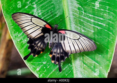 Asian femmina a coda di rondine Papilio lowi appoggiata su una foglia Foto Stock