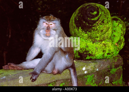Monkey seduto su una parete accanto a un muschio coperto della pietra che intaglia nel Monkey Forest ubud Bali Foto Stock