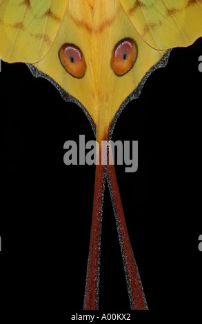 Madagascan luna o cometa Moth Argema mittrei close up di ali posteriori che mostra gli occhi captive Foto Stock