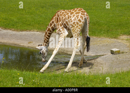 Una giraffa di bere acqua a Longleat safari park nel Wiltshire, Inghilterra REGNO UNITO Foto Stock