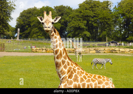 Una stretta fino a giraffa e rivolta alla ricerca di una fotocamera o persone con altri animali a Longleat safari park nel Wiltshire, Inghilterra REGNO UNITO Foto Stock