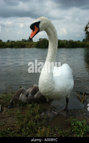 Adulto Cigno Cygnus olor sul bordo del fiume con semi cresciuti giovani Oxfordshire Foto Stock