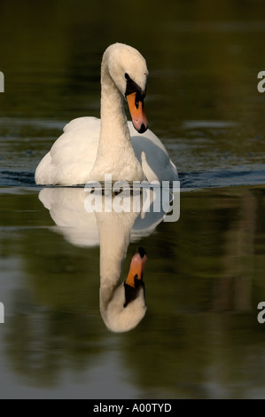 Cigno Cygnus olor con la riflessione Oxfordshire UK Foto Stock