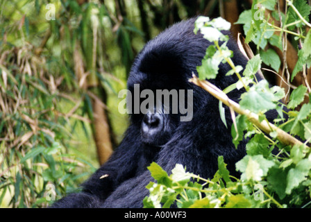 Close up dei maschi di gorilla di seduta a fissare la telecamera NP Mgahinga Uganda Foto Stock