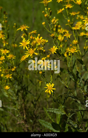 Dh millefiori aromatico MENORCA inula in limestone gorge valley golden samphire flora selvatica Foto Stock