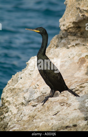 dh Balearic Shag CORMORANTS MALTA Black Seabird Mao porto mediterraneo Shags uccello europa uccelli mare menorca phalacrocorax aristotelis rock Foto Stock