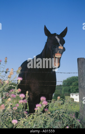 A cavallo con la bocca aperta a ridere in campo di fiori, Missouri USA Foto Stock