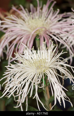 Primo piano dei fiori rosa bianco del crisantemo in fiore con delicati petali di ragno, Sikkim, India. Foto Stock
