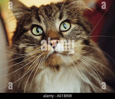 Capelli lunghi cat cercando Foto Stock