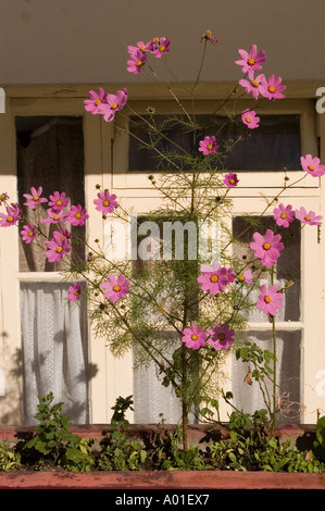 Fiori rosa Cosmos che fioriscono in una scatola di piantatrice su uno sfondo bianco della finestra. Foto Stock