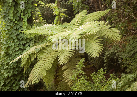 Vivace felce fresca che cresce nella lussureggiante foresta boschiva dell'India, con dense vegetazione verde e vegetazione tropicale in una natura selvaggia. Foto Stock