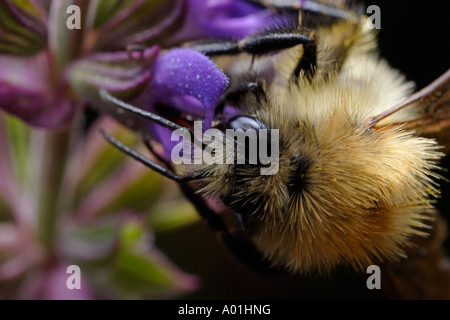 Bumbebee Closeup. Questo è un comune di carda Bee (Bombus pascuorum) alimentazione su un salvia (Salvia) fiore Foto Stock