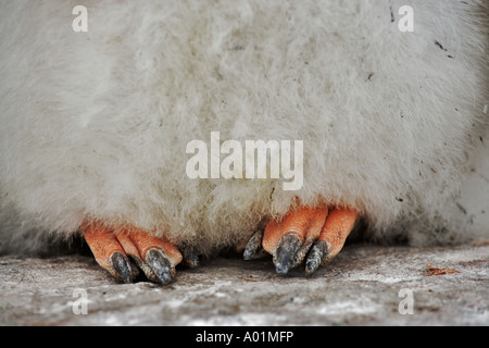 Gentoo Penguin chick Pygoscelis papua Close up dei piedi Antartide Foto Stock