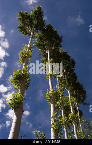 Grandi alberi di pioppo coltivato in Ladakh India Foto Stock