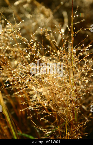 RSC0290 Natura arbusti arbusti erba secca germogli vegetali retroilluminato Foto Stock