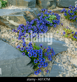 Genziane brighting un rockery ardesia Foto Stock