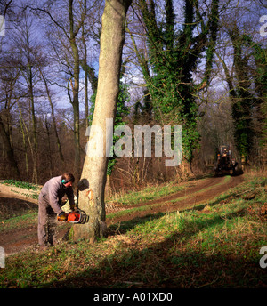 Sequenza di nove uomo taglio basso un frassino nel bosco in inglese Foto Stock