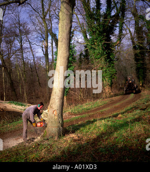 Sequenza di nove uomo taglio basso un frassino nel bosco in inglese Foto Stock