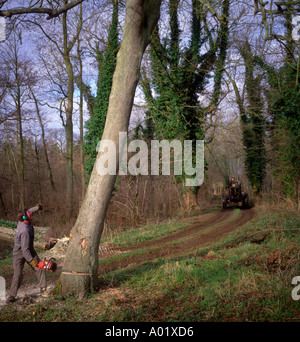 Sequenza di nove uomo taglio basso un frassino in inglese dei boschi, Butley, Suffolk, Inghilterra, Regno Unito Foto Stock