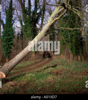 Sequenza di nove uomo taglio basso un frassino nel bosco in inglese Foto Stock