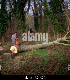 Sequenza di nove uomo taglio basso un frassino nel bosco in inglese Foto Stock