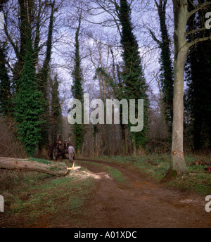 Sequenza di nove uomo taglio basso un frassino nel bosco in inglese Foto Stock