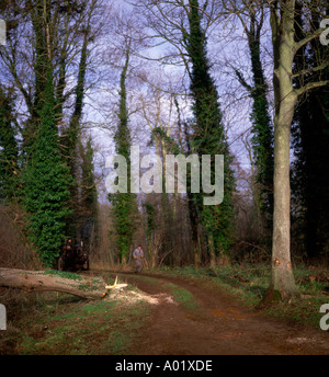 Sequenza di nove uomo taglio basso un frassino nel bosco in inglese Foto Stock