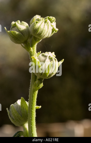 Primo piano di gemme verdi di Alcea rosea (Hollyhock) su uno stelo nella Nubra Valley, India. Illuminazione naturale all'aperto. Foto Stock