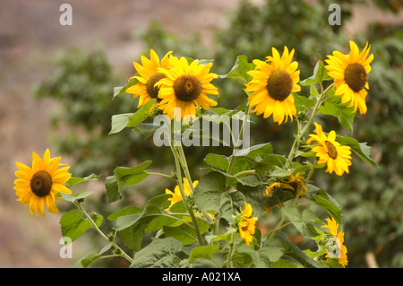 Girasoli gialli vibranti nel villaggio DHA Hanu, nella valle dell'Indo, Ladakh, Kashmir, India. Splendidi fiori in fiore in un paesaggio rurale dell'Himalaya. Foto Stock