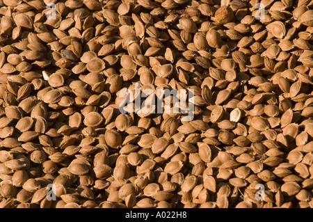 Bucce di albicocche essiccate al sole, popolari in Ladakh, Kashmir e Baltistan nelle regioni himalayane dell'India e del Pakistan. Foto Stock