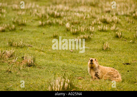 Neve tibetana di maiale o Himalayan Marmotta Marmota himalayanus vicino a Tso Moriri lago nella zona Changtang Ladakh India Foto Stock