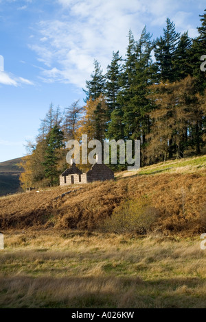 Scottish Hills with ruined stone built farm Cottage  brughiera scozzese pino & larice alberi brughiera; dicembre paesaggio Scozia Regno Unito Foto Stock