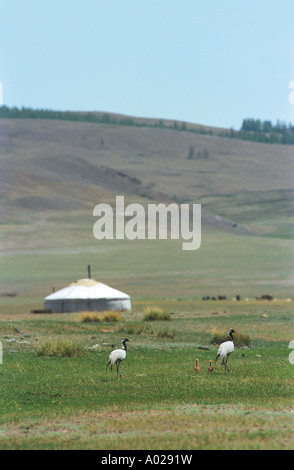 Gru bird family vicino tradizionale dimora mongolo yurt. Tsetserleg somon nelle vicinanze. Khuvsgul aimag (provincia). A nord della Mongolia Foto Stock