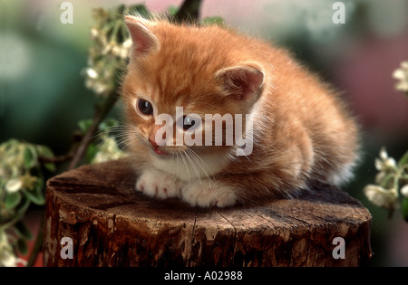 Gattino floreale ad albero Foto Stock