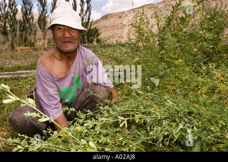 Agricoltori Ladakhi che raccolgono l'erba in un campo nel villaggio di Alchi, Ladakh, India. Un uomo anziano con un cappello bianco si accosta tra colture verdi. Foto Stock