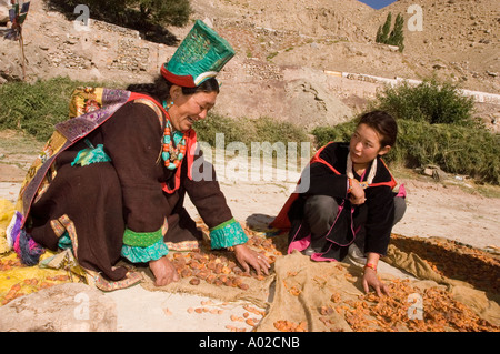 Donne Ladakhi tradizionali in abito etnico che pescano albicocche nel villaggio di Basgo, Ladakh, India. Foto Stock