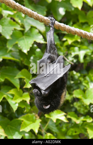 Frutto bat appeso a testa in giù da una corda Foto Stock