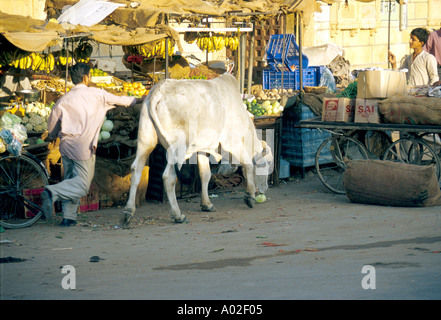 Arrestare ladro! Scena di strada in città Jaiselmer mercato, Rajasthan in India. Una vacca ha appena rubato un cavolo da un mercato gli operatori in stallo. Foto Stock