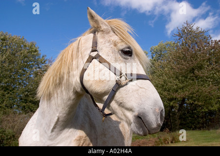 Ritratto di White Horse Suffolk REGNO UNITO Foto Stock