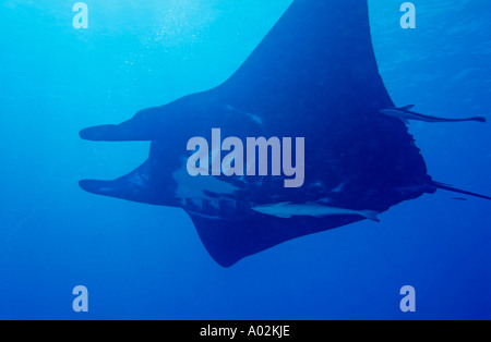 Manta ray (manta birostris) e una remora pesce che nuota nel canale Boulari, laguna di Noumea, Nuova Caledonia. Foto Stock