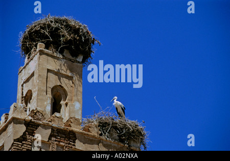 Il Marocco Kasbah Telouet Cicogna e nido arroccato su di una torre Foto Stock