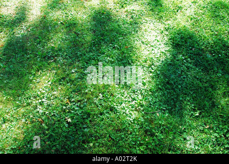 Erba con ombre estate prato Foto Stock
