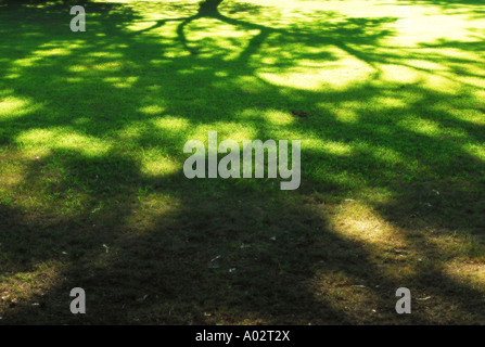 La luce del sole che splende attraverso albero sul prato crea natura astratta del modello il concetto di estate Foto Stock