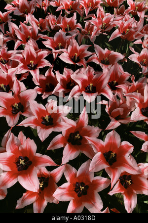 Akita tulipani Keukenhof Giardini Tulip Lisse Olanda Foto Stock