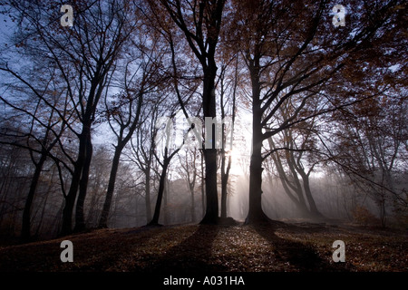 Alberi nella nebbia degli antichi boschi nella foresta di Epping nell'Essex con nebbia e nebbia Foto Stock