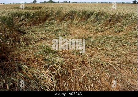 Tempesta di grano danneggiato Foto Stock